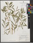 Foto von Salix vinogradovii A. K. Skvortsov